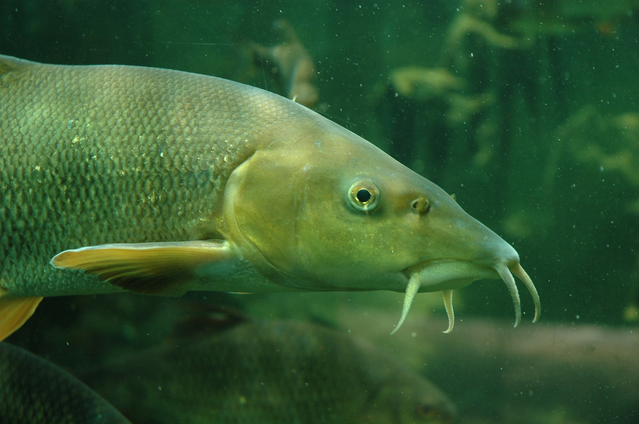 image of barbus barbus \(barbel\)