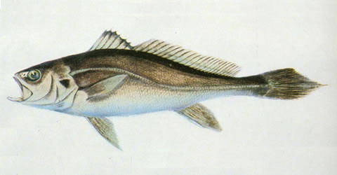 image of bahaba taipingensis \(chinese bahaba\)