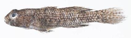 image of bathygobius curacao \(notchtongue goby\)