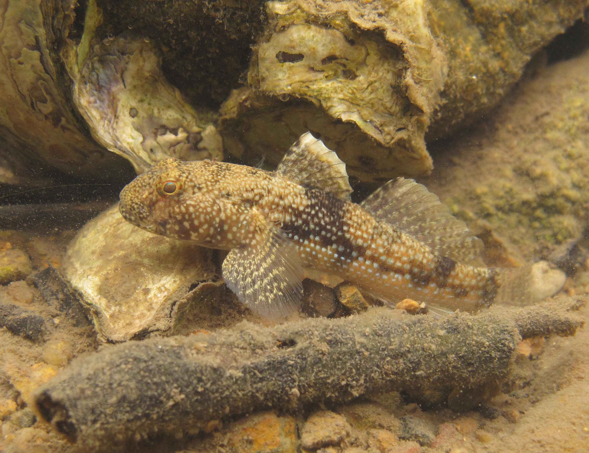 image of bathygobius fuscus \(dusky frillgoby\)