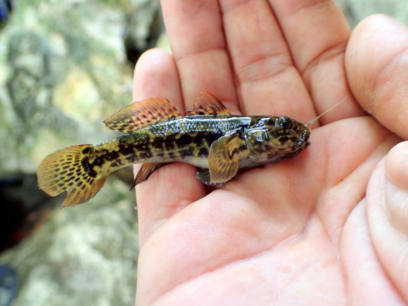 image of bathygobius soporator \(frillfin goby\)
