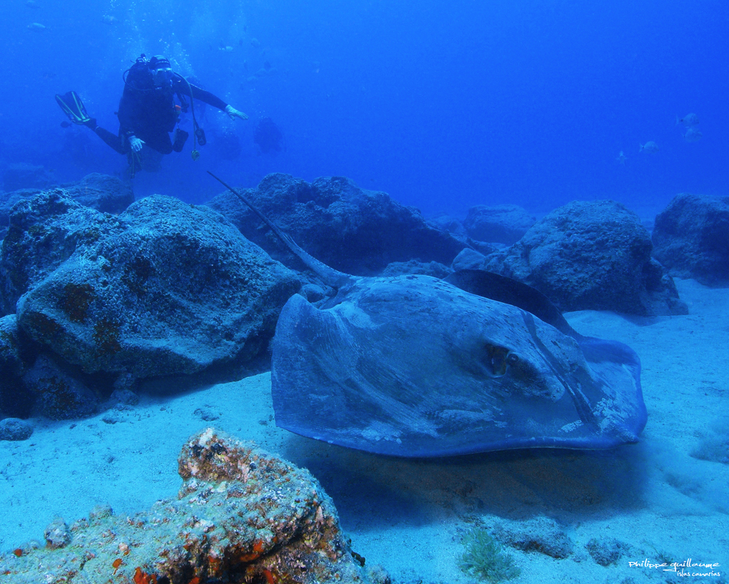 image of bathytoshia centroura \(roughtail stingray\)