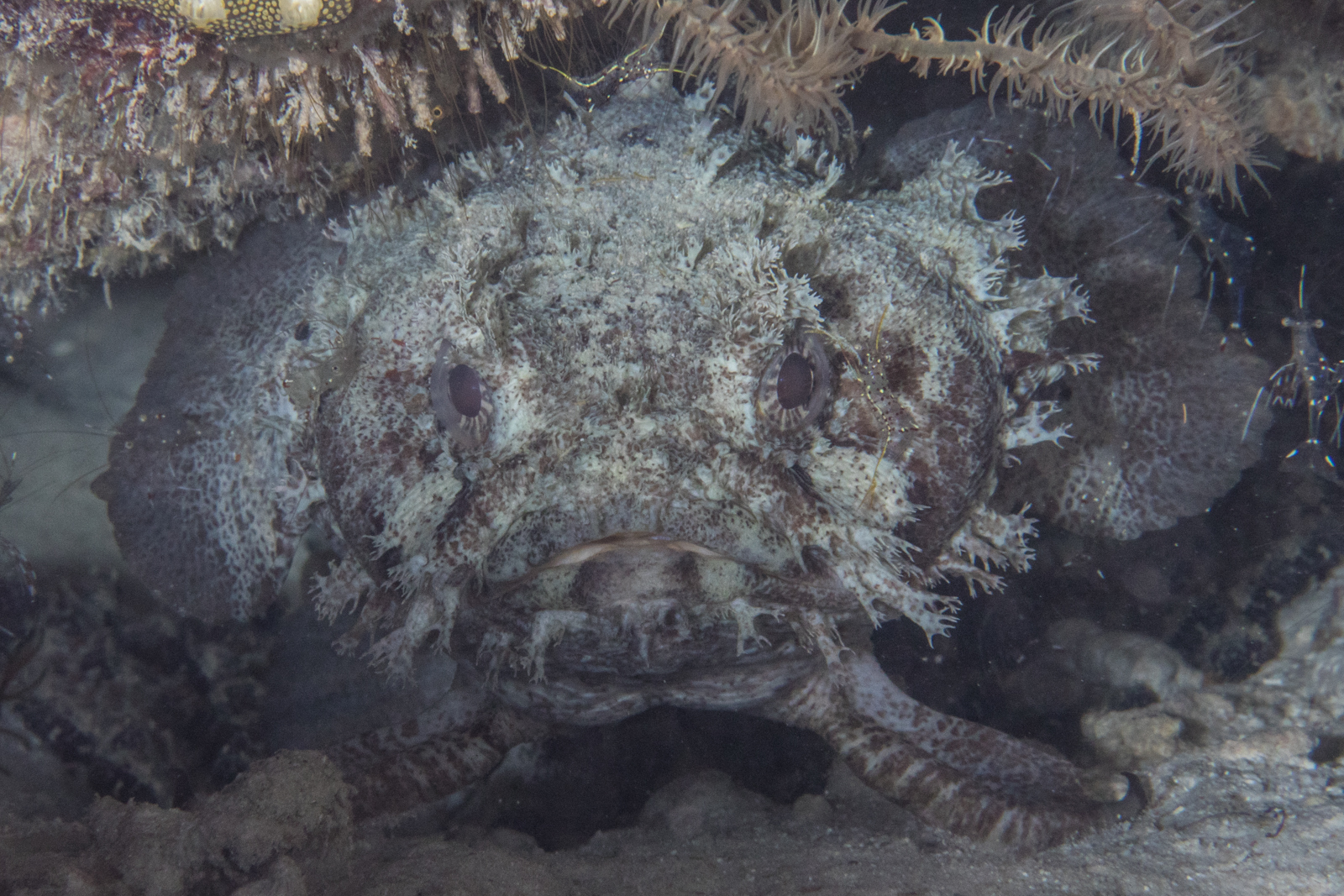 image of batrachomoeus trispinosus \(three-spined frogfish\)