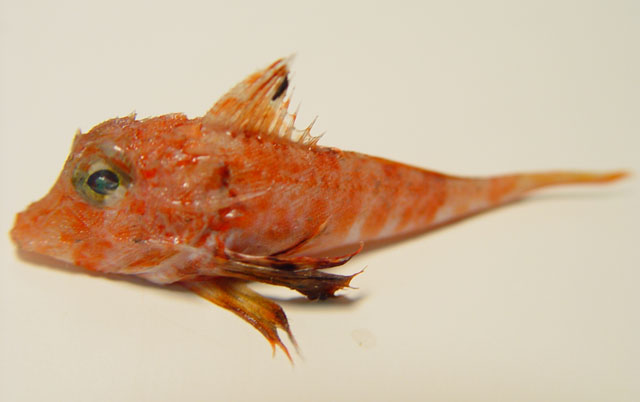 image of bellator brachychir \(shortfin searobin\)