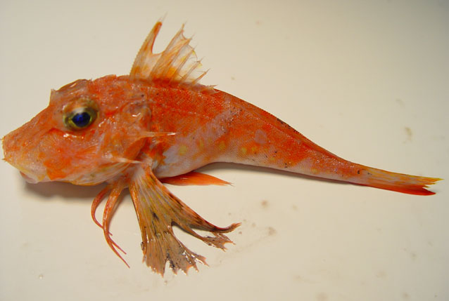 image of bellator egretta \(streamer searobin\)