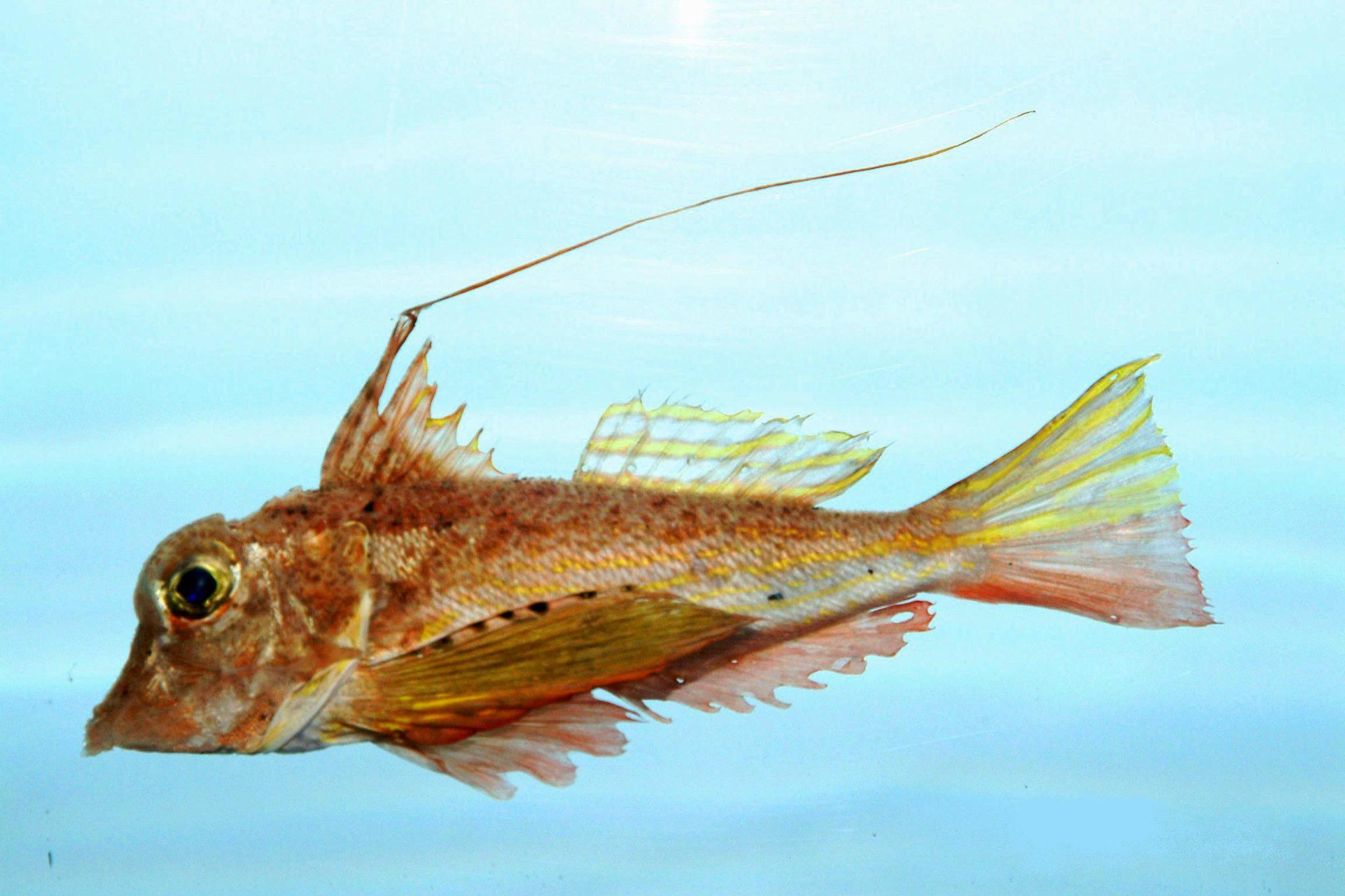 image of bellator militaris \(horned searobin\)