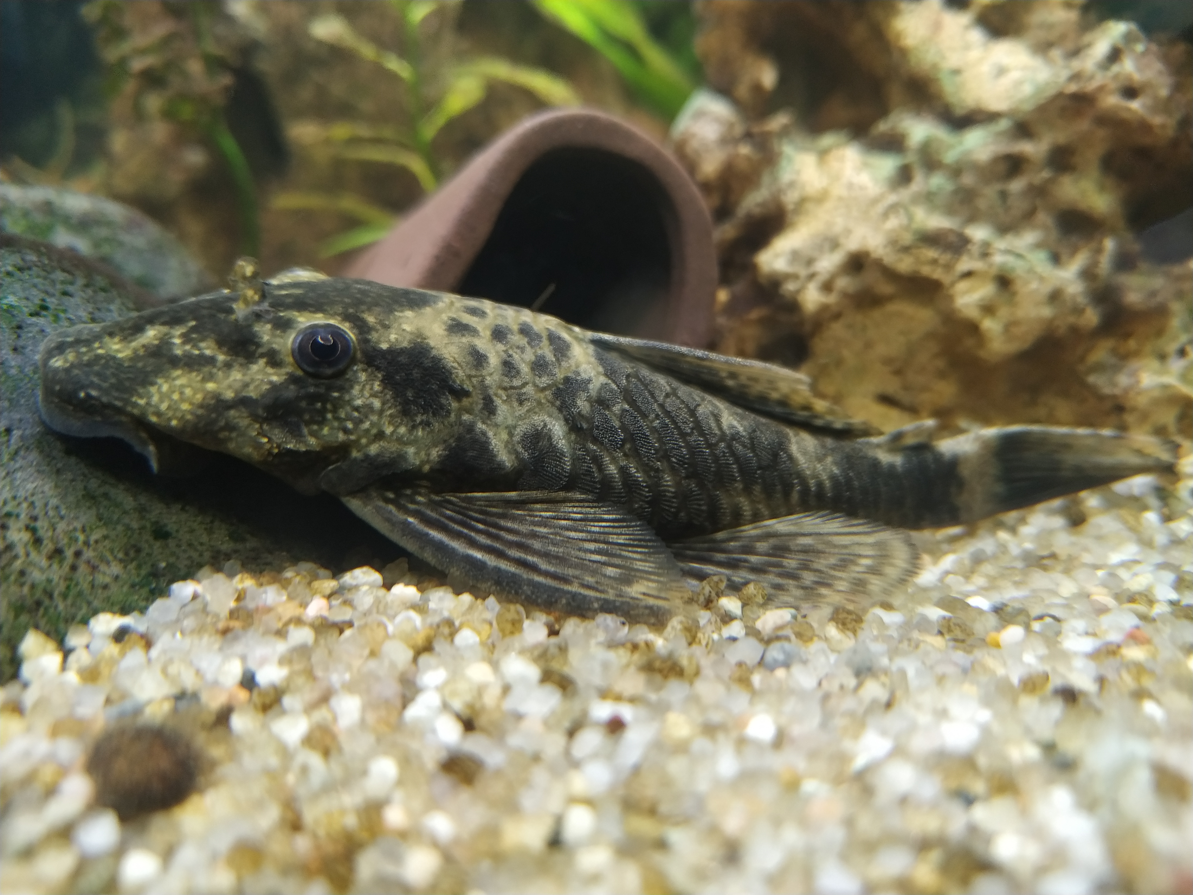 image of ancistrus dolichopterus \(bushymouth catfish\)