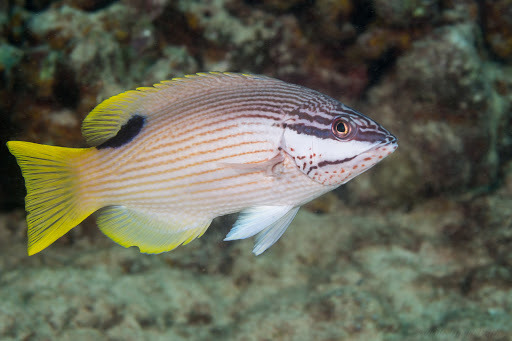 image of bodianus albotaeniatus