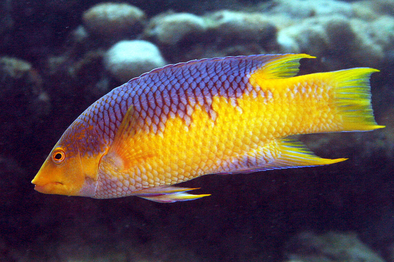 image of bodianus rufus \(spanish hogfish\)