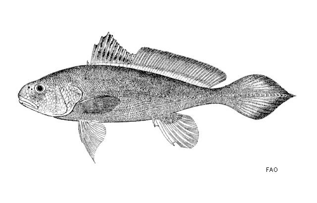 image of boesemania microlepis \(boeseman croaker\)