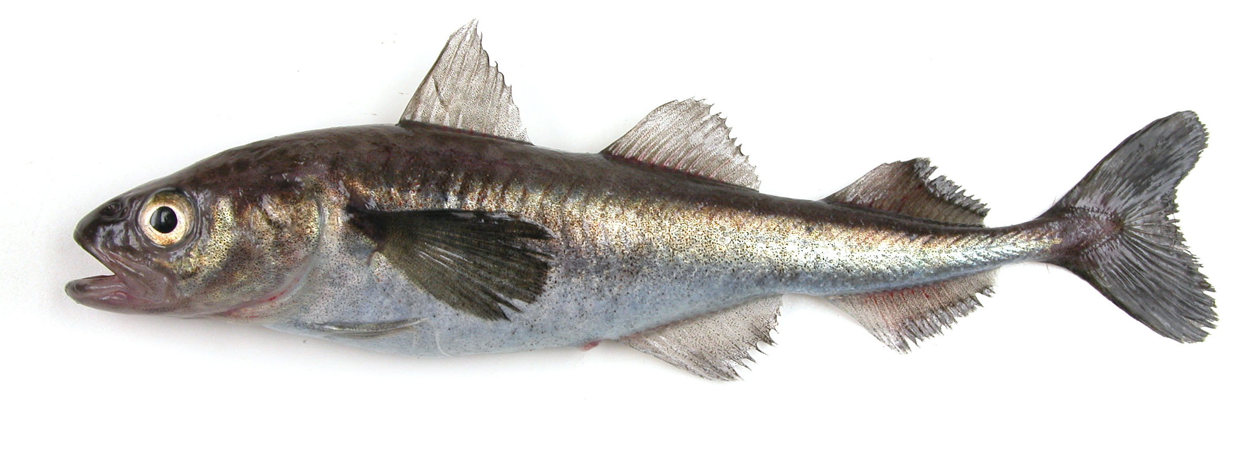 image of boreogadus saida \(polar cod\)