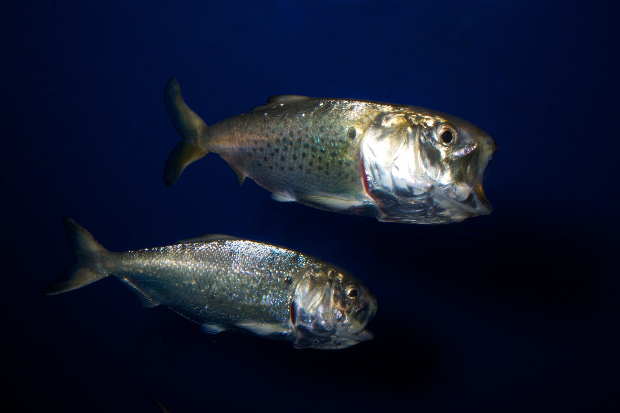 image of brevoortia tyrannus \(atlantic menhaden\)