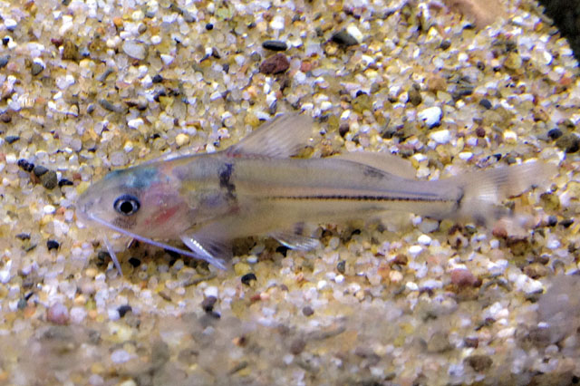 image of brachyrhamdia meesi
