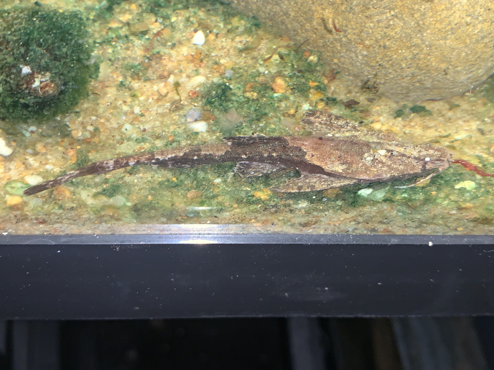 image of bunocephalus coracoideus \(guitarrita\)