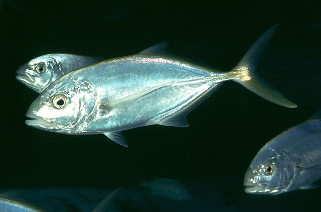 image of caranx bartholomaei \(yellow jack\)
