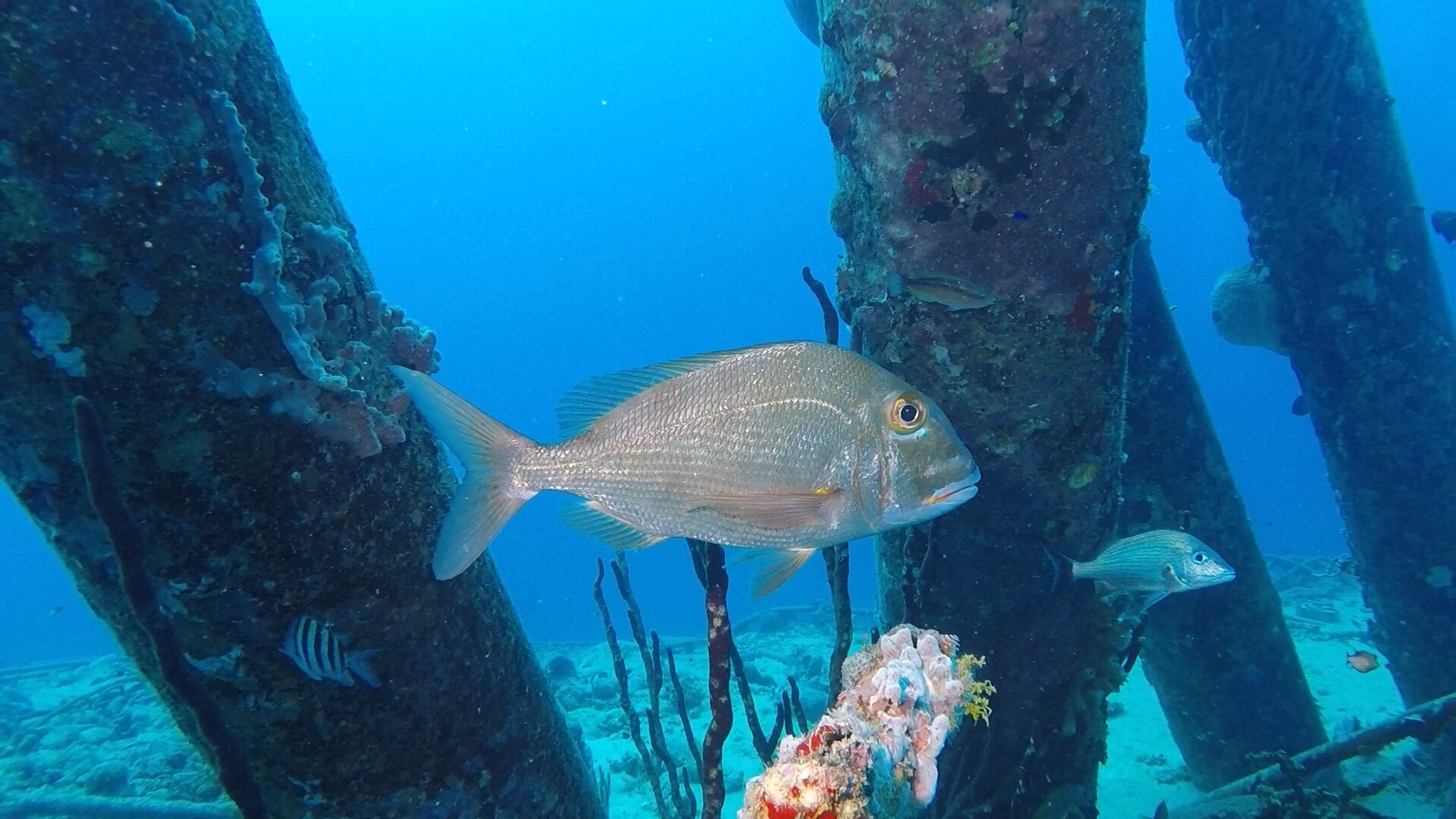 image of calamus bajonado \(jolthead porgy\)