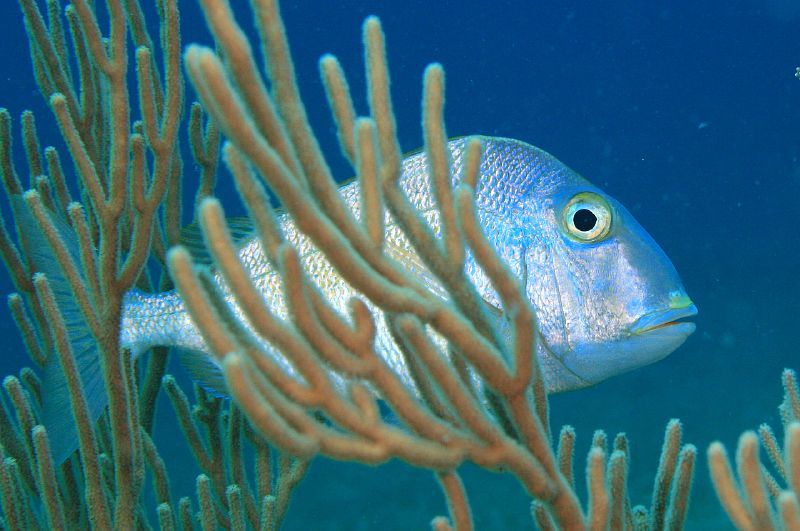 image of calamus calamus \(saucereye porgy\)