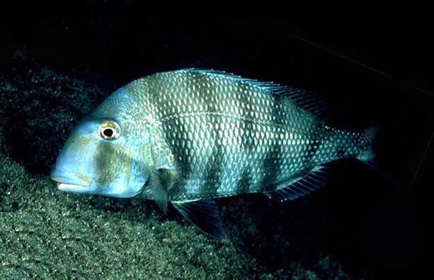 image of calamus penna \(sheepshead porgy\)