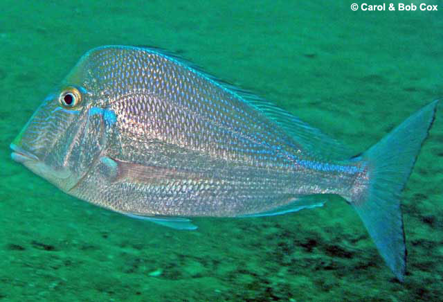 image of calamus proridens \(littlehead porgy\)