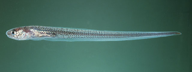 image of carapus mourlani \(star pearlfish\)