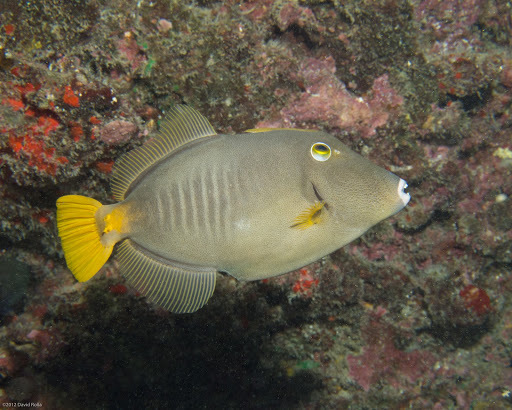 image of cantherhines dumerilii \(whitespotted filefish\)