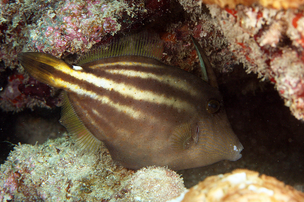 image of cantherhines pullus \(orangespotted filefish\)