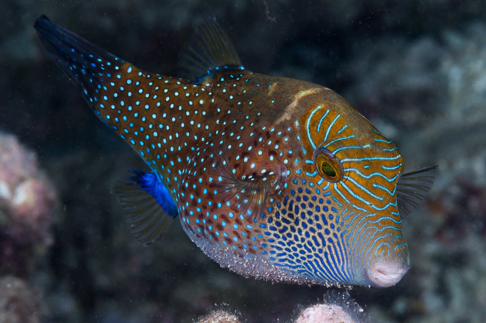 image of canthigaster amboinensis \(spider-eye puffer\)