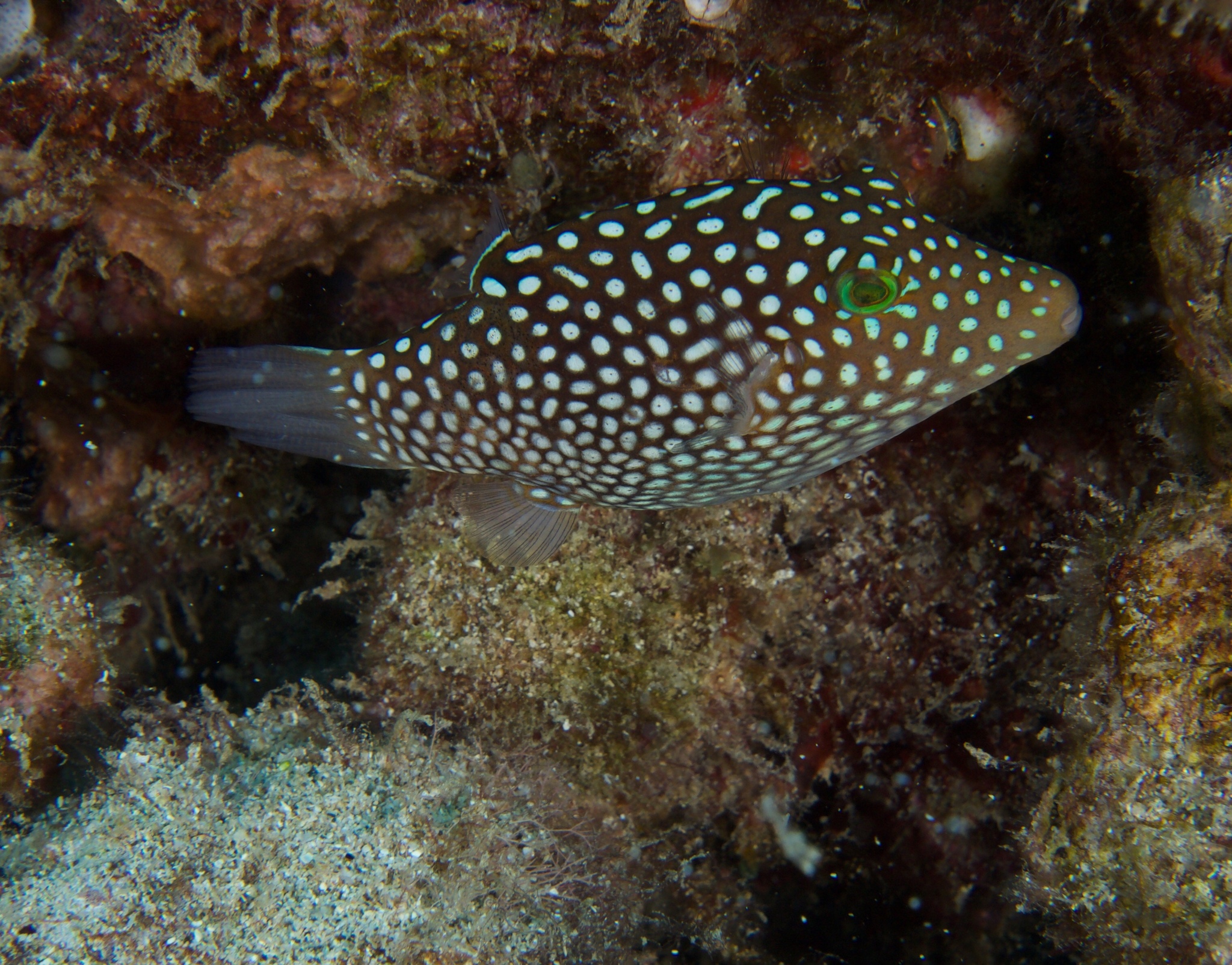 image of canthigaster jactator \(hawaiian whitespotted toby\)