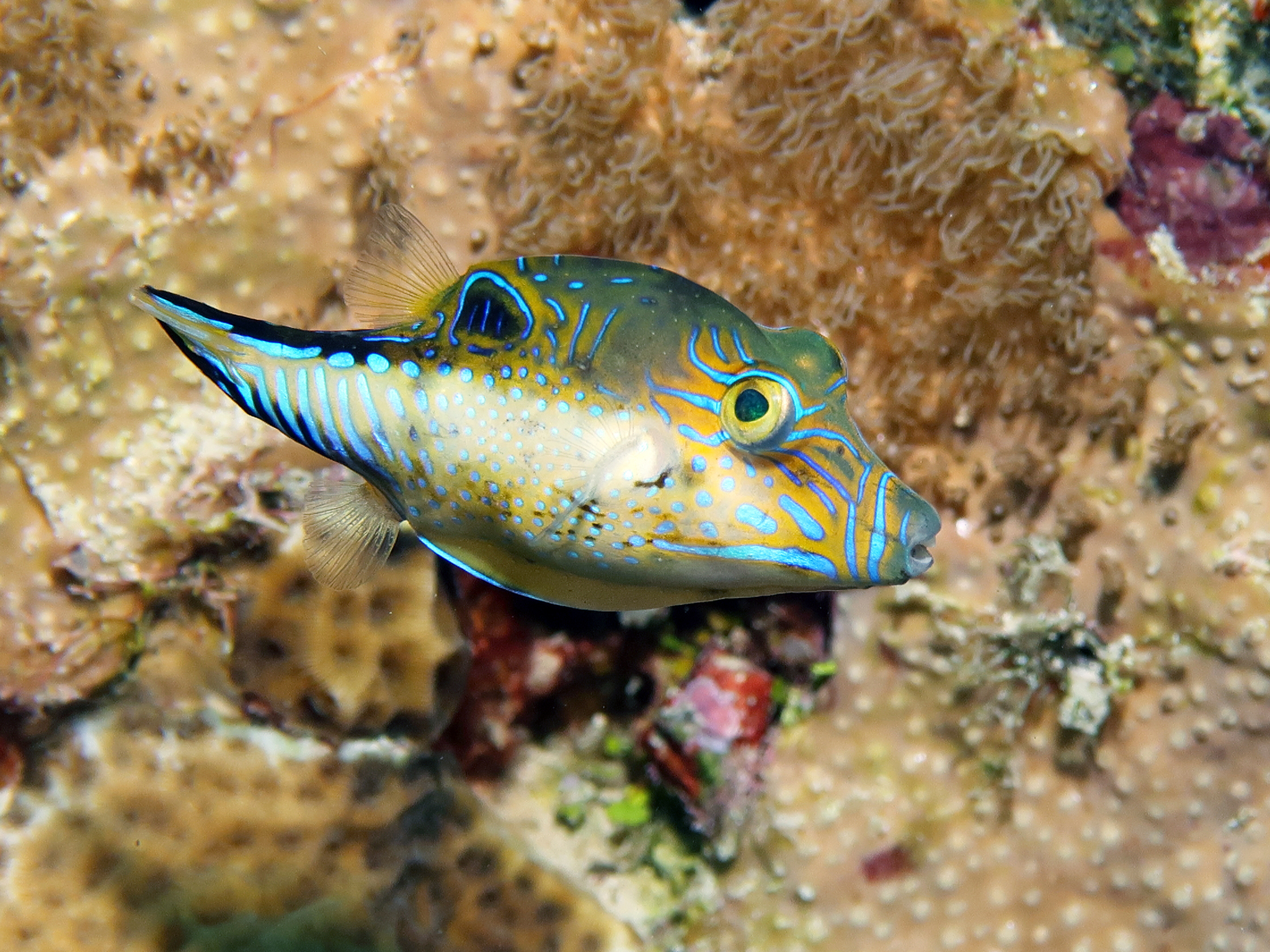 image of canthigaster rostrata \(caribbean sharpnose-puffer\)