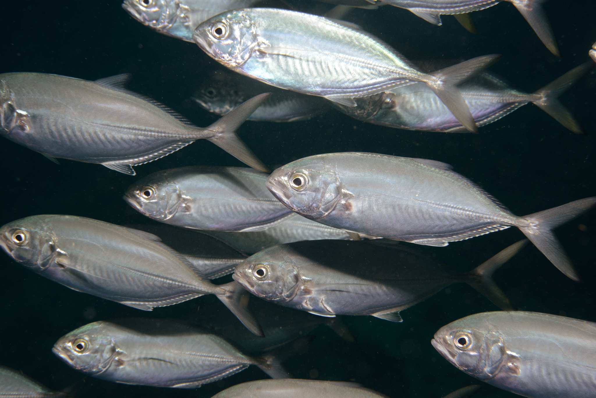 image of caranx crysos \(blue runner\)