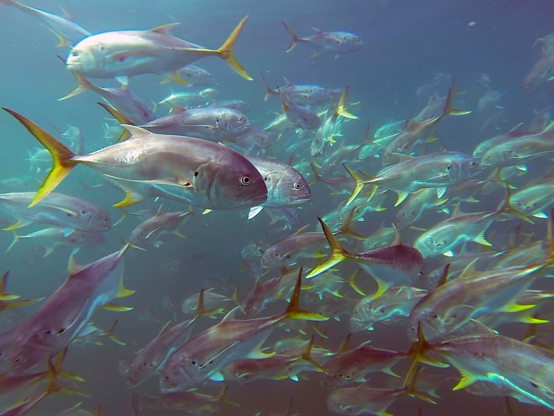 image of caranx hippos \(crevalle jack\)