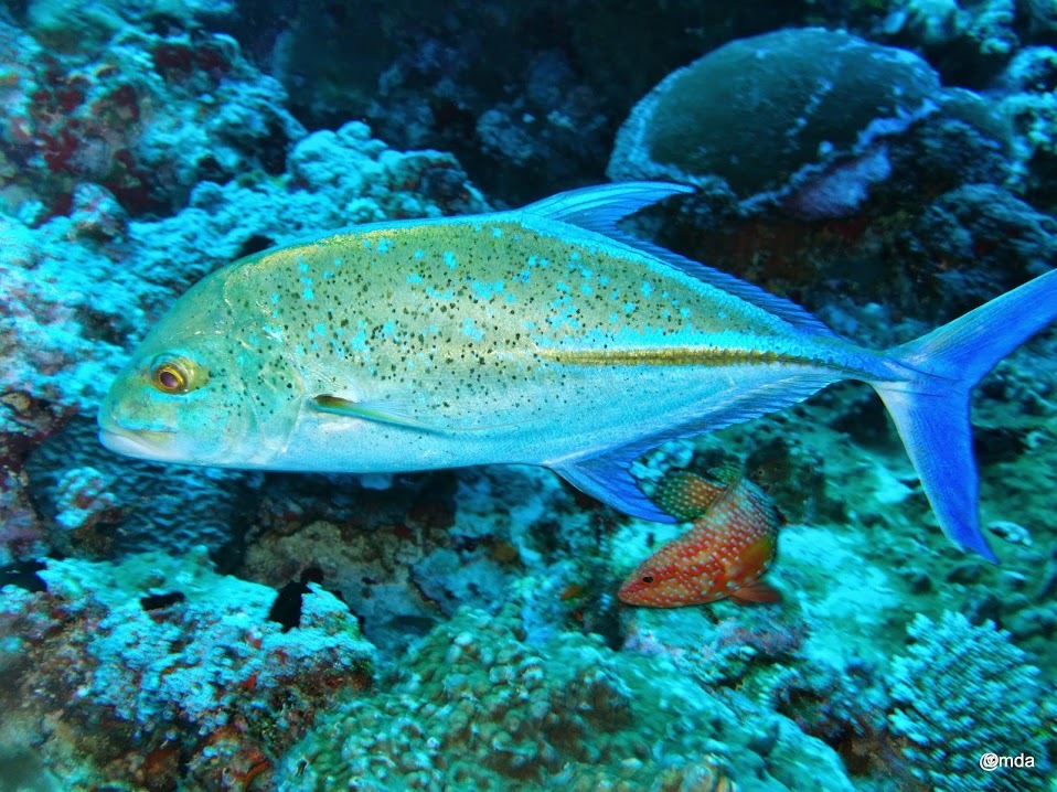 image of caranx melampygus \(bluefin trevally\)