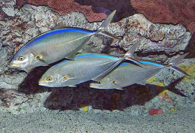 image of caranx ruber \(bar jack\)