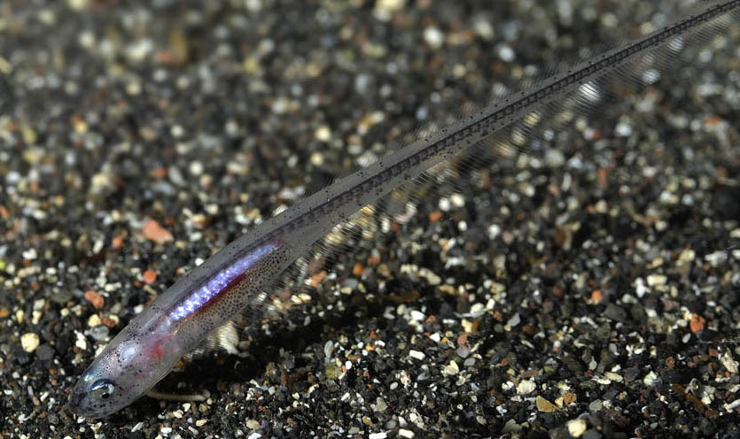 image of carapus acus \(pearl fish\)