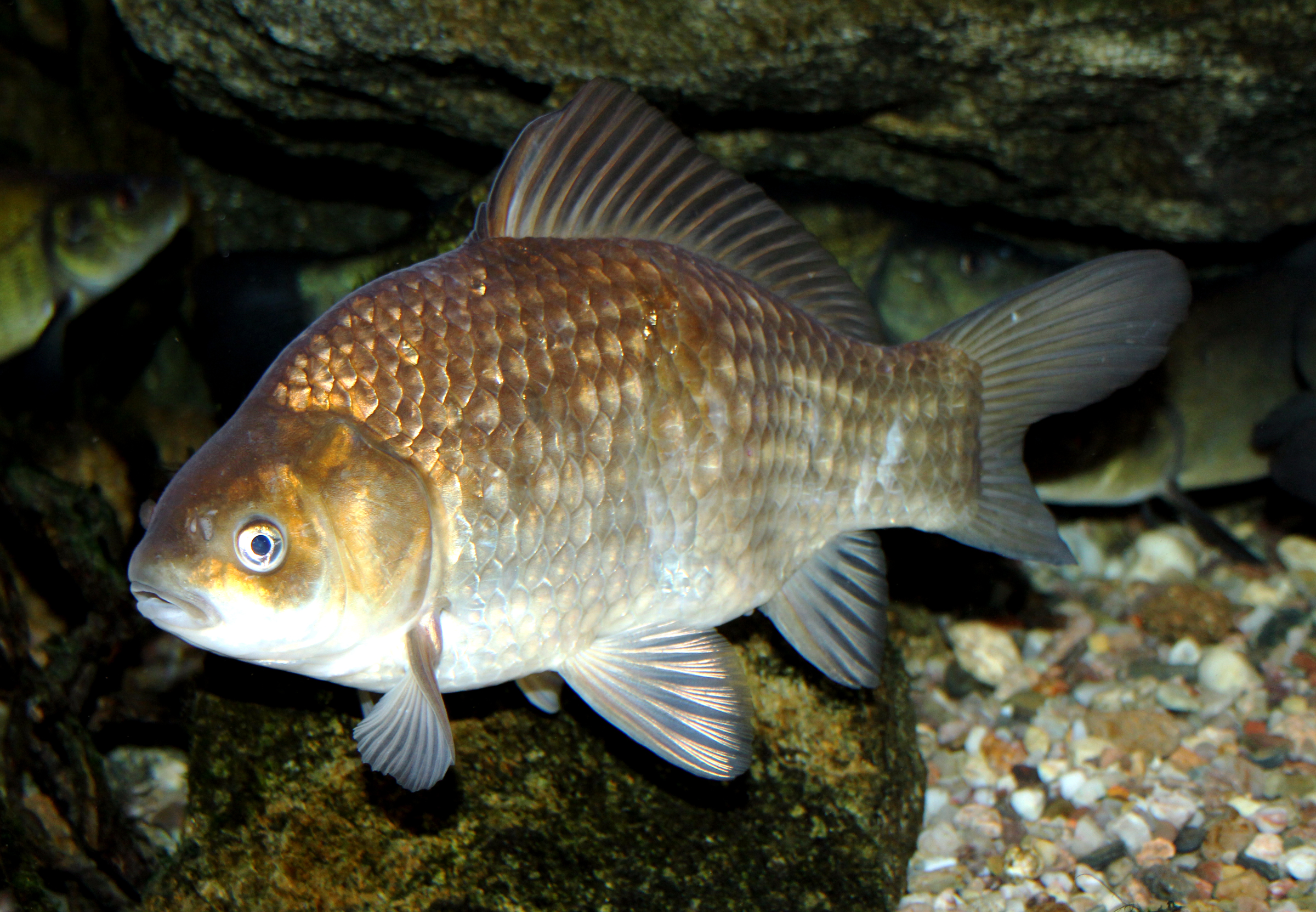 image of carassius carassius \(crucian carp\)