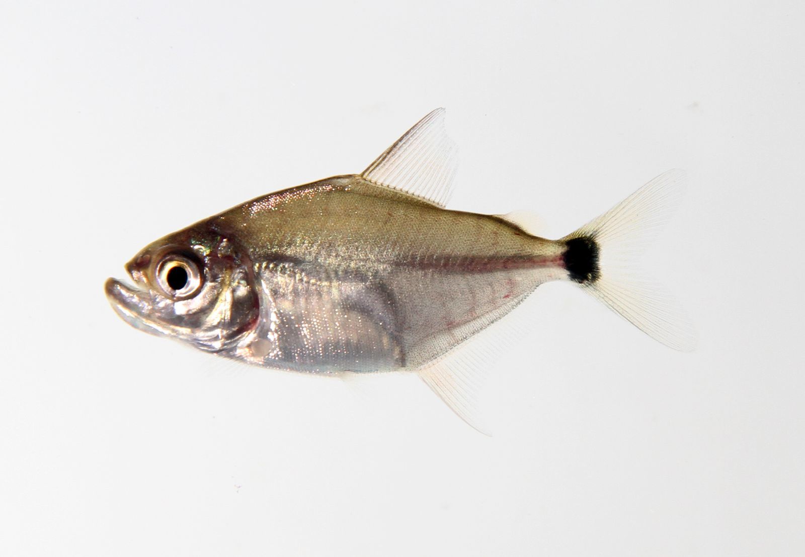 image of catoprion mento \(wimple piranha\)