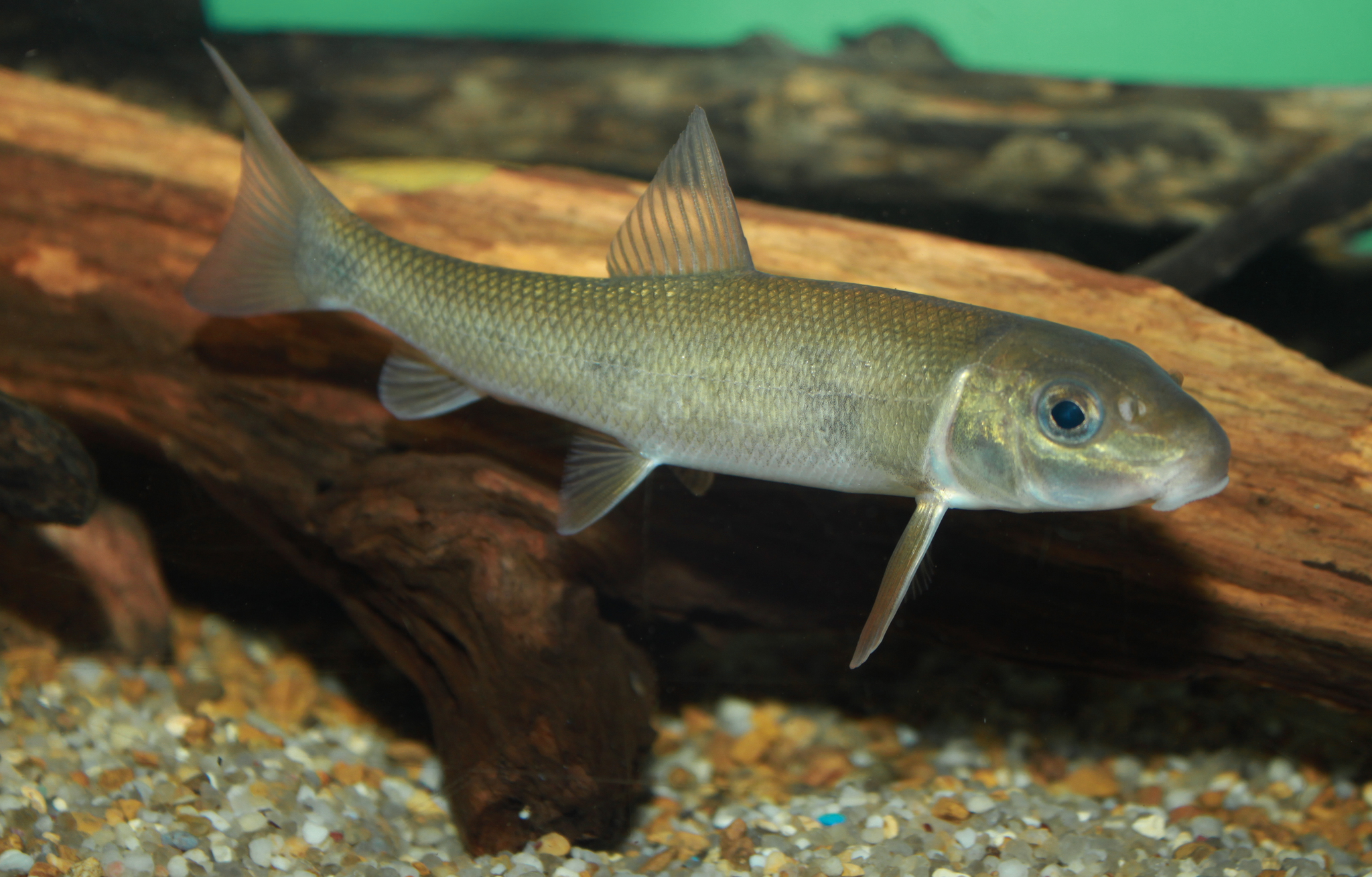 image of catostomus commersonii \(white sucker\)