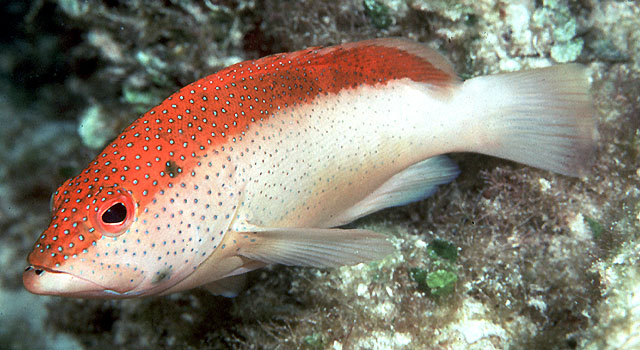 image of cephalopholis fulva \(coney\)