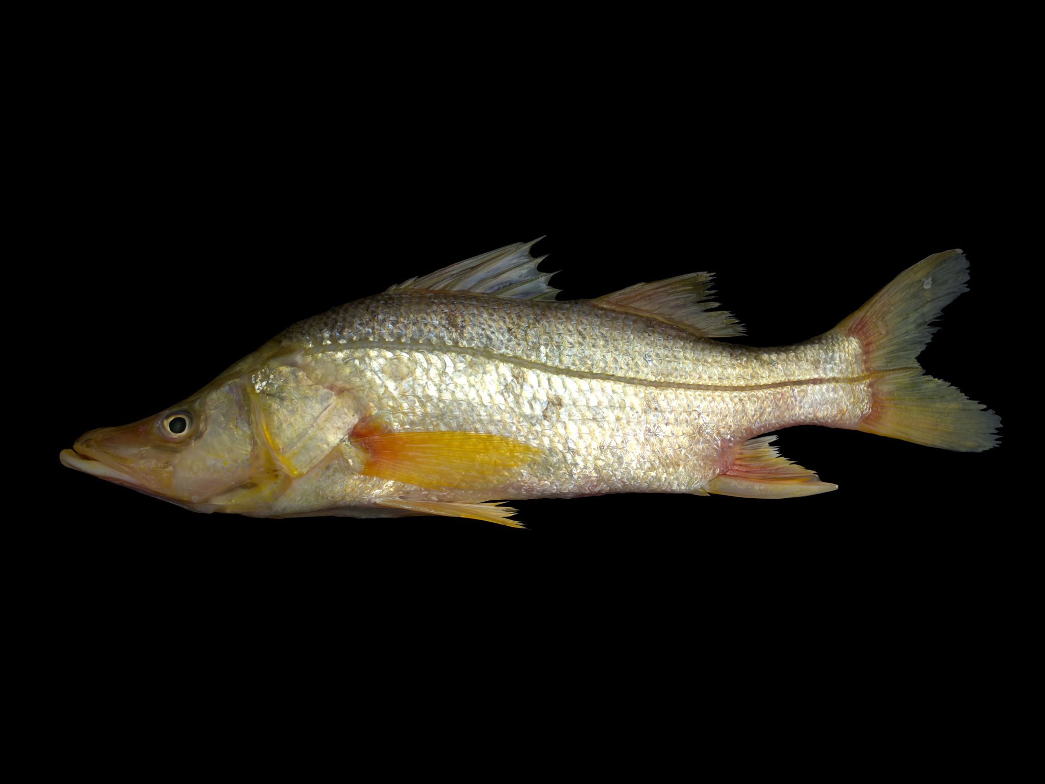 image of centropomus ensiferus \(swordspine snook\)
