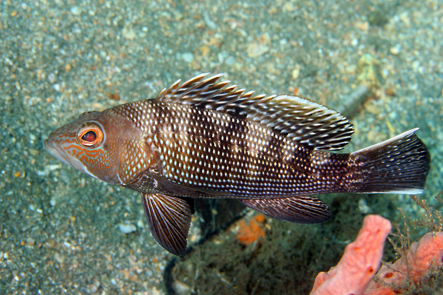 image of centropristis striata \(black seabass\)