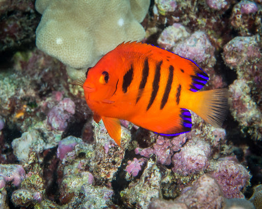image of centropyge loriculus \(flame angel\)