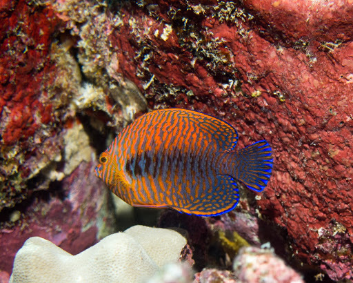 image of centropyge potteri \(russet angelfish\)