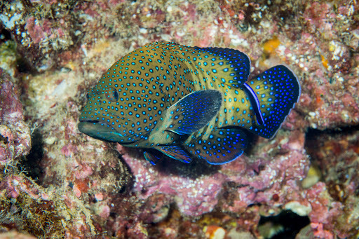 image of cephalopholis argus \(peacock hind\)