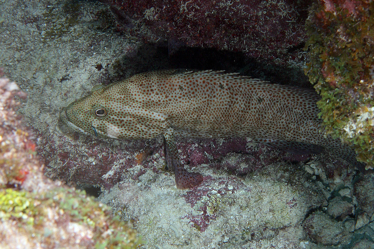image of cephalopholis cruentata \(graysby\)
