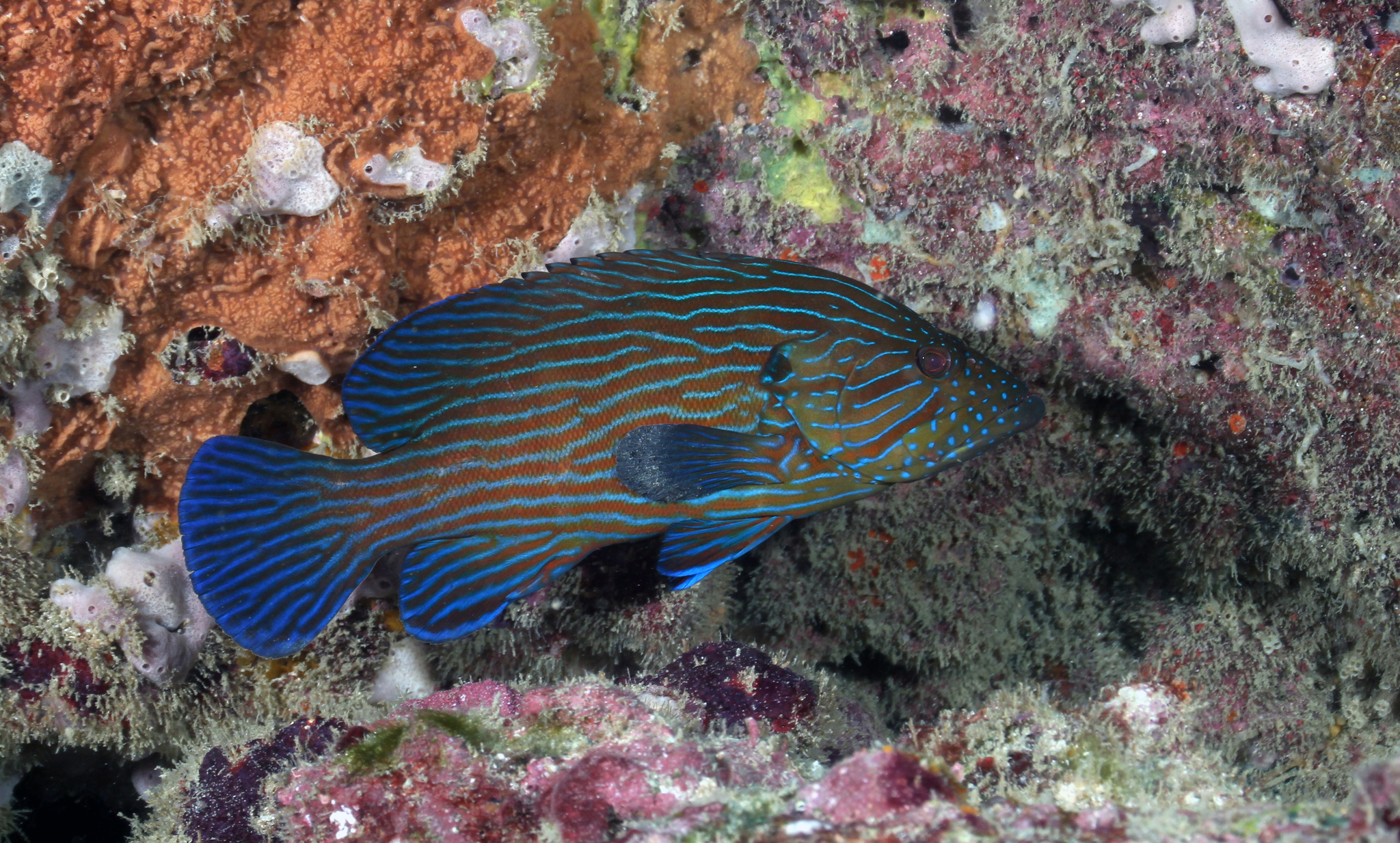 image of cephalopholis formosa \(bluelined hind\)