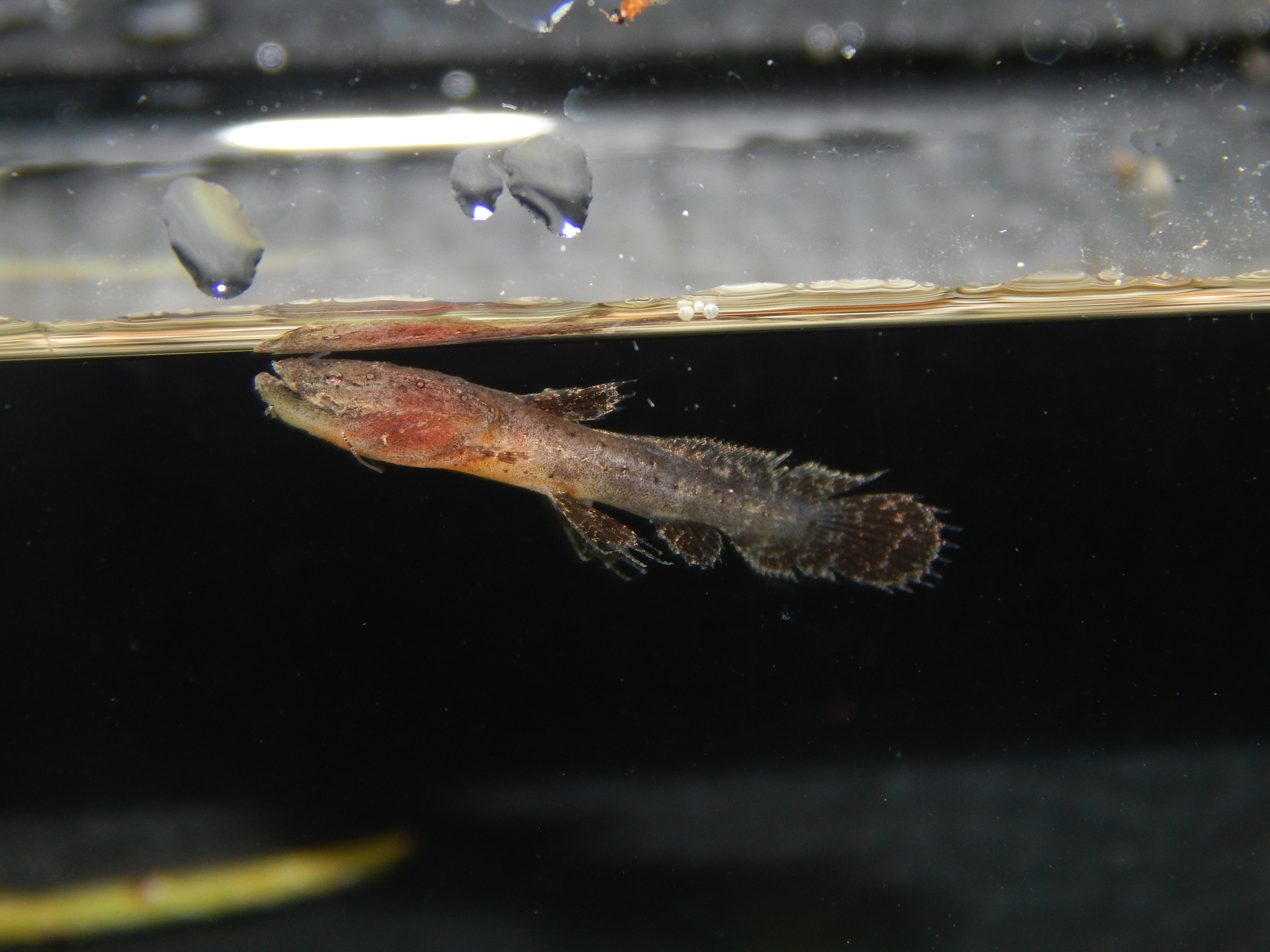 image of chaca bankanensis \(angler catfish\)