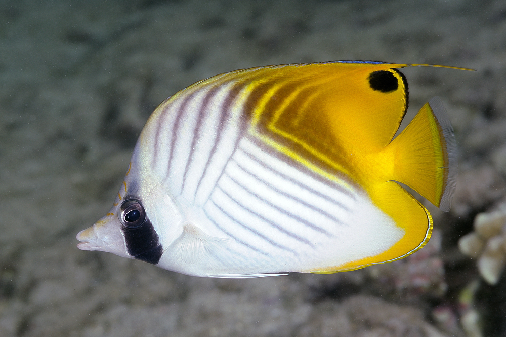 image of chaetodon auriga \(threadfin butterflyfish\)