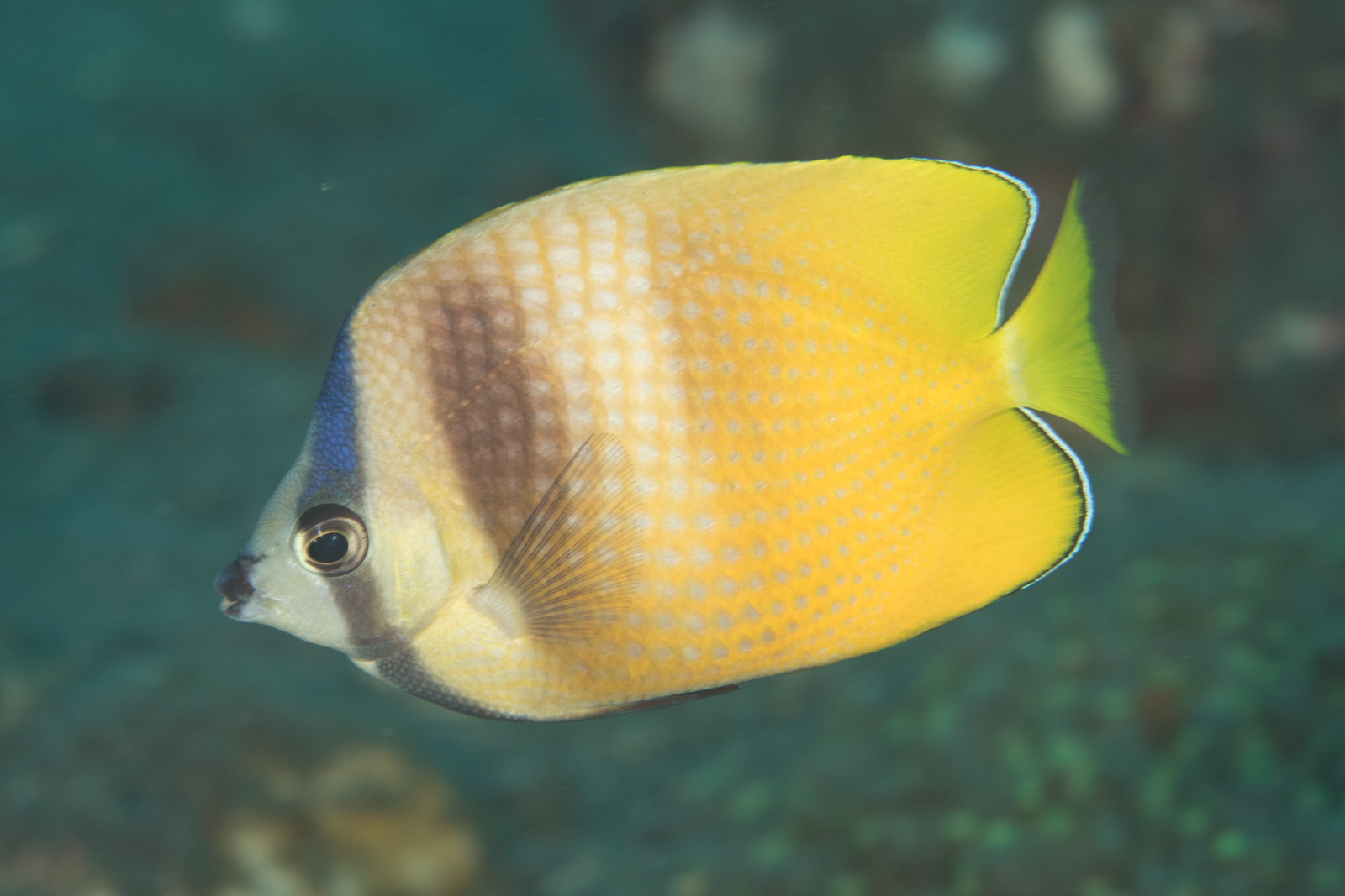image of chaetodon kleinii \(sunburst butterflyfish\)