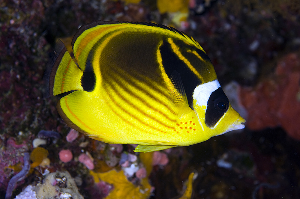 image of chaetodon lunula \(raccoon butterflyfish\)