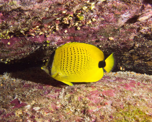 image of chaetodon miliaris \(millet butterflyfish\)